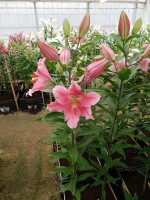 [4295 Benson VH No201.JPG]